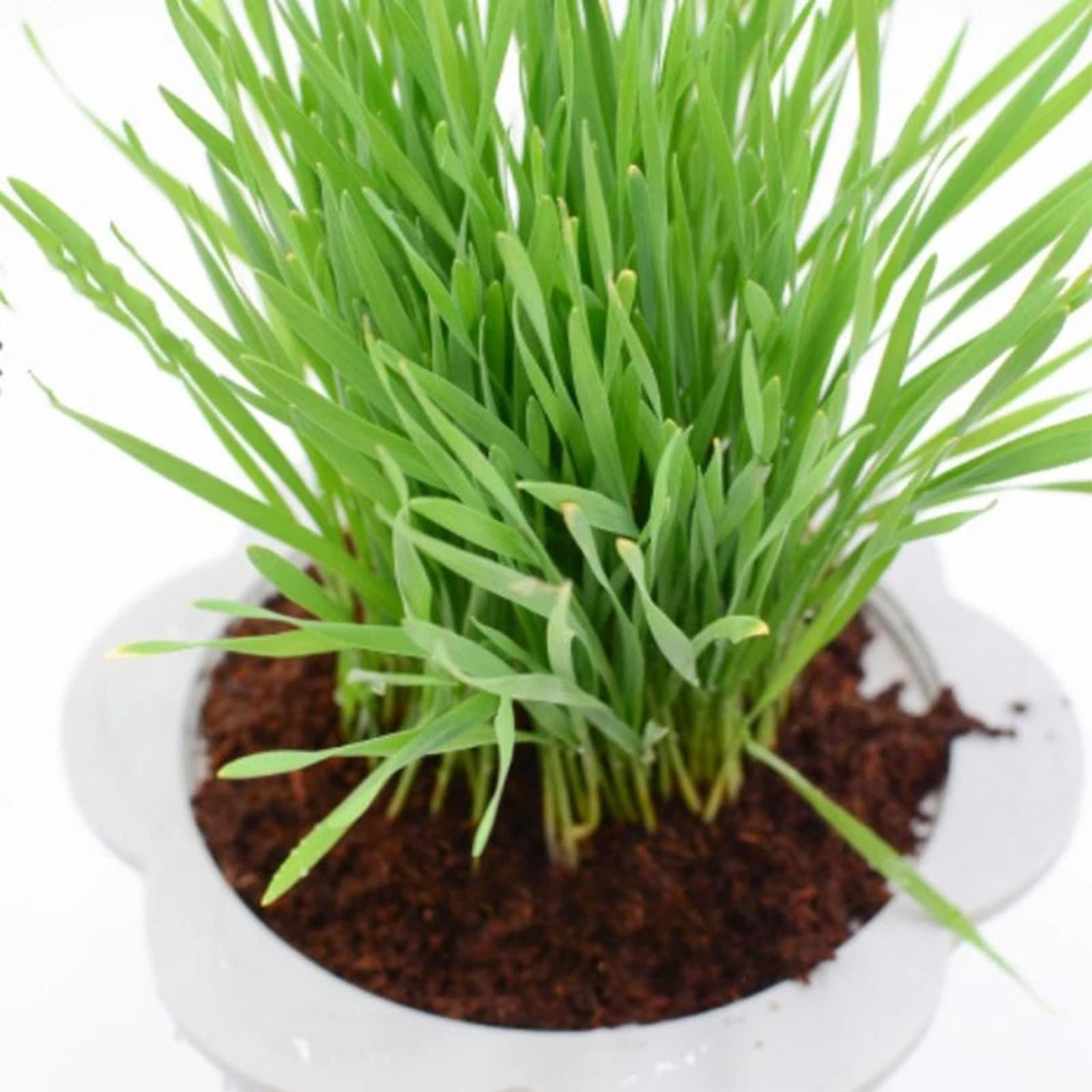 Coconut Fibre Coconut Coir Bri - Substrate Coconut Fiber reseña y precio