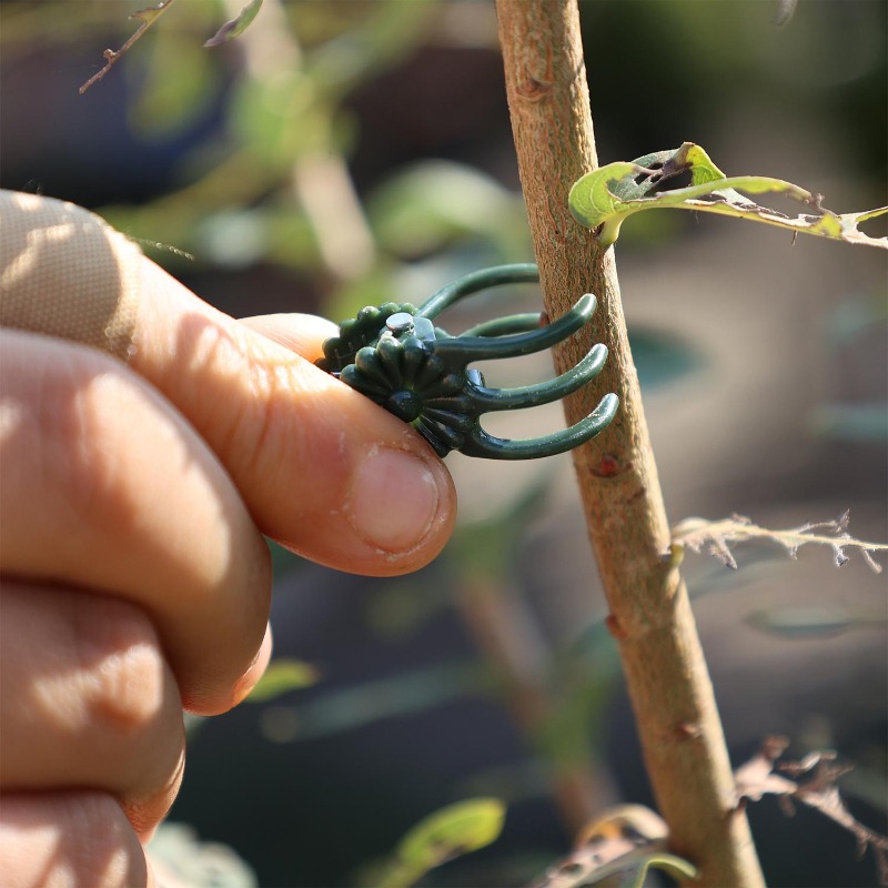 Wholesale Mini Plant Support C - Vine Climbing Plastic reseña y precio
