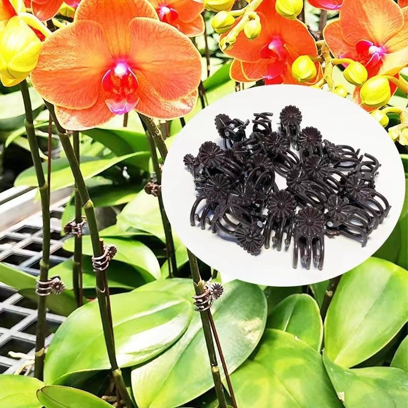 Wholesale Mini Plant Support C - Vine Climbing Plastic reseña y precio