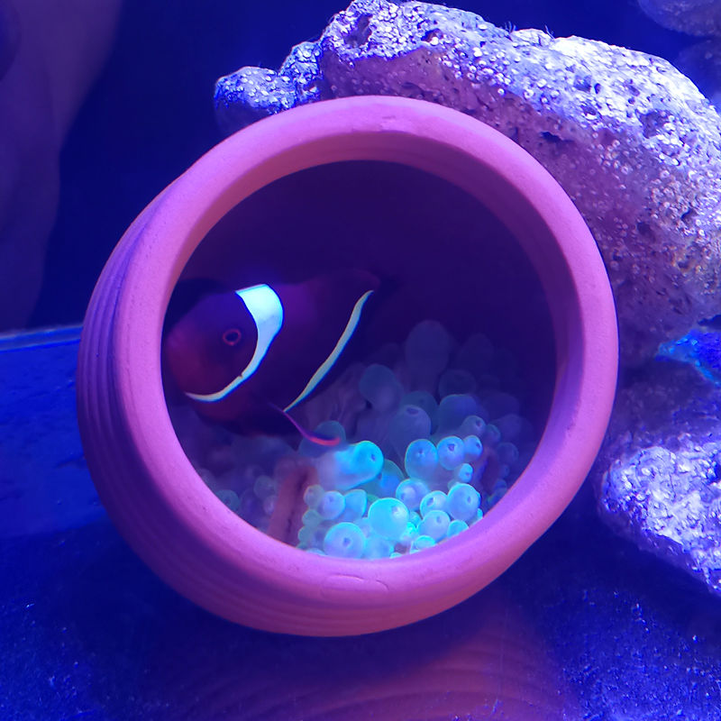 Ceramics Jar Fish Tank Decorat - Hide Cave Ceramic reseña y precio