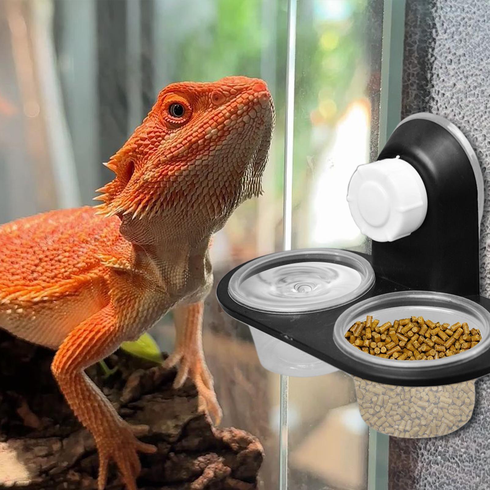 Gecko Food Dish Gecko Feeding  - Water Dish Reptile reseña y precio