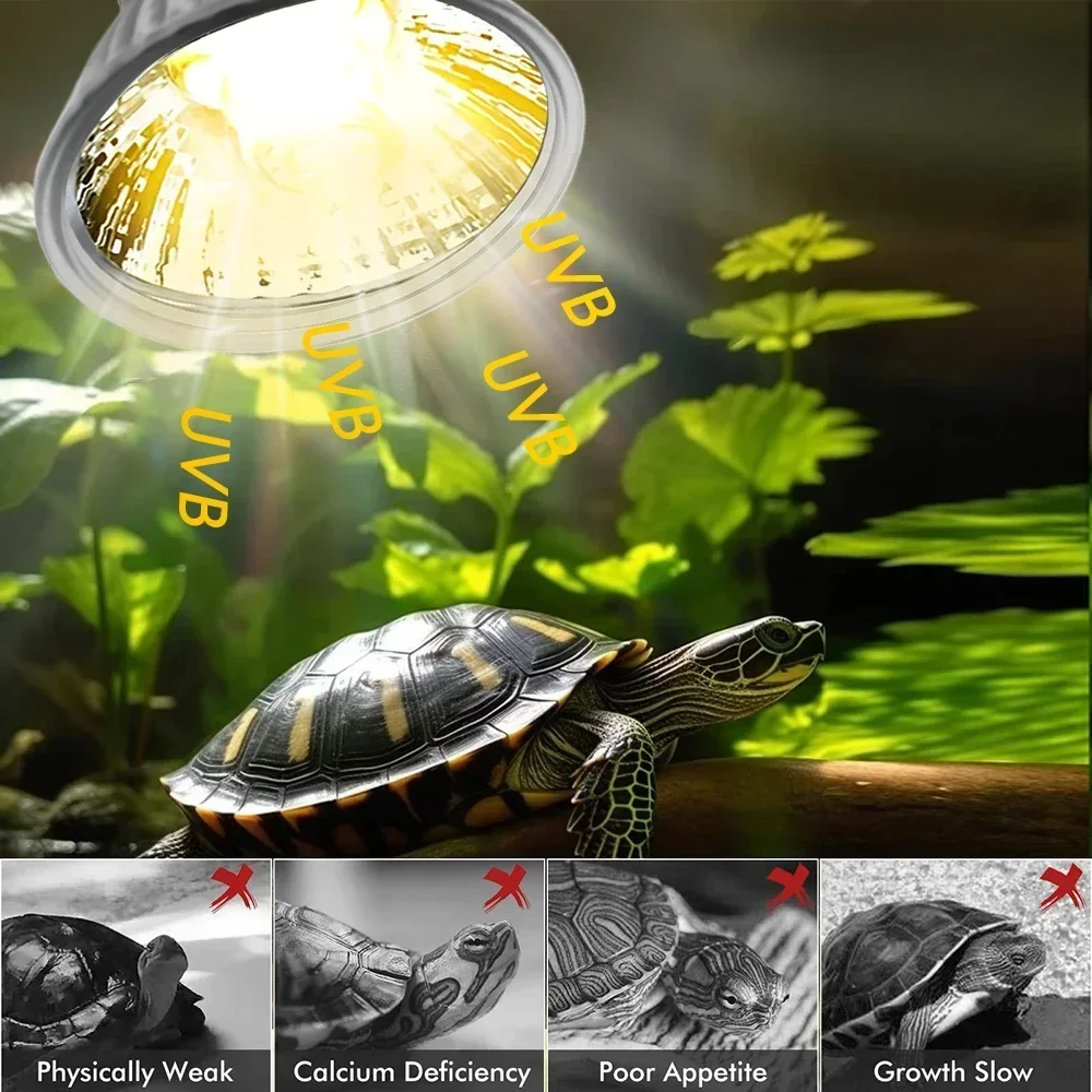 75/50/25W Tortoise Lizard Bask - Calcium Powder Reptile reseña y precio
