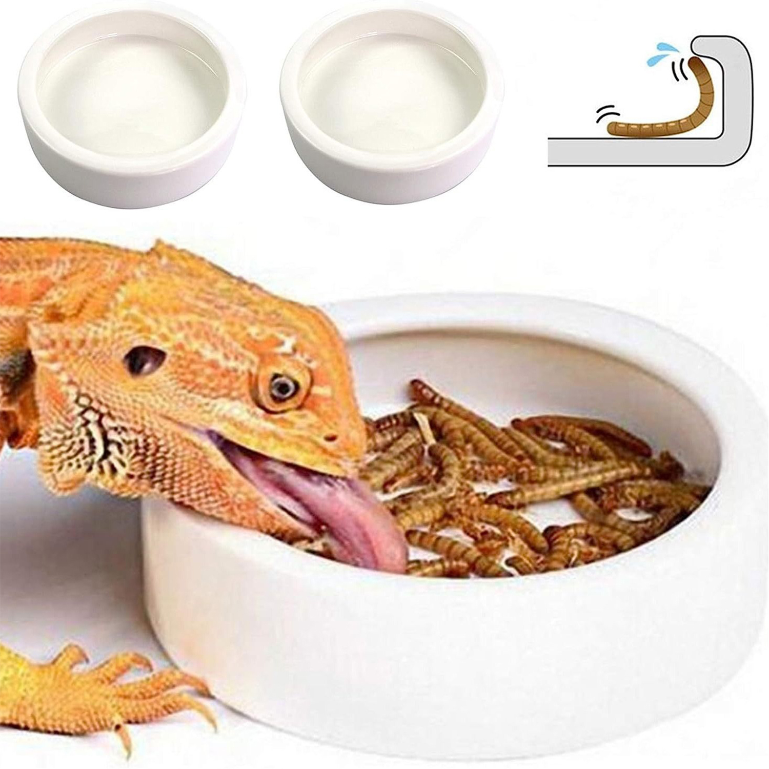 Reptile Food Bowl Feeding and  - Water Dish Reptile reseña y precio