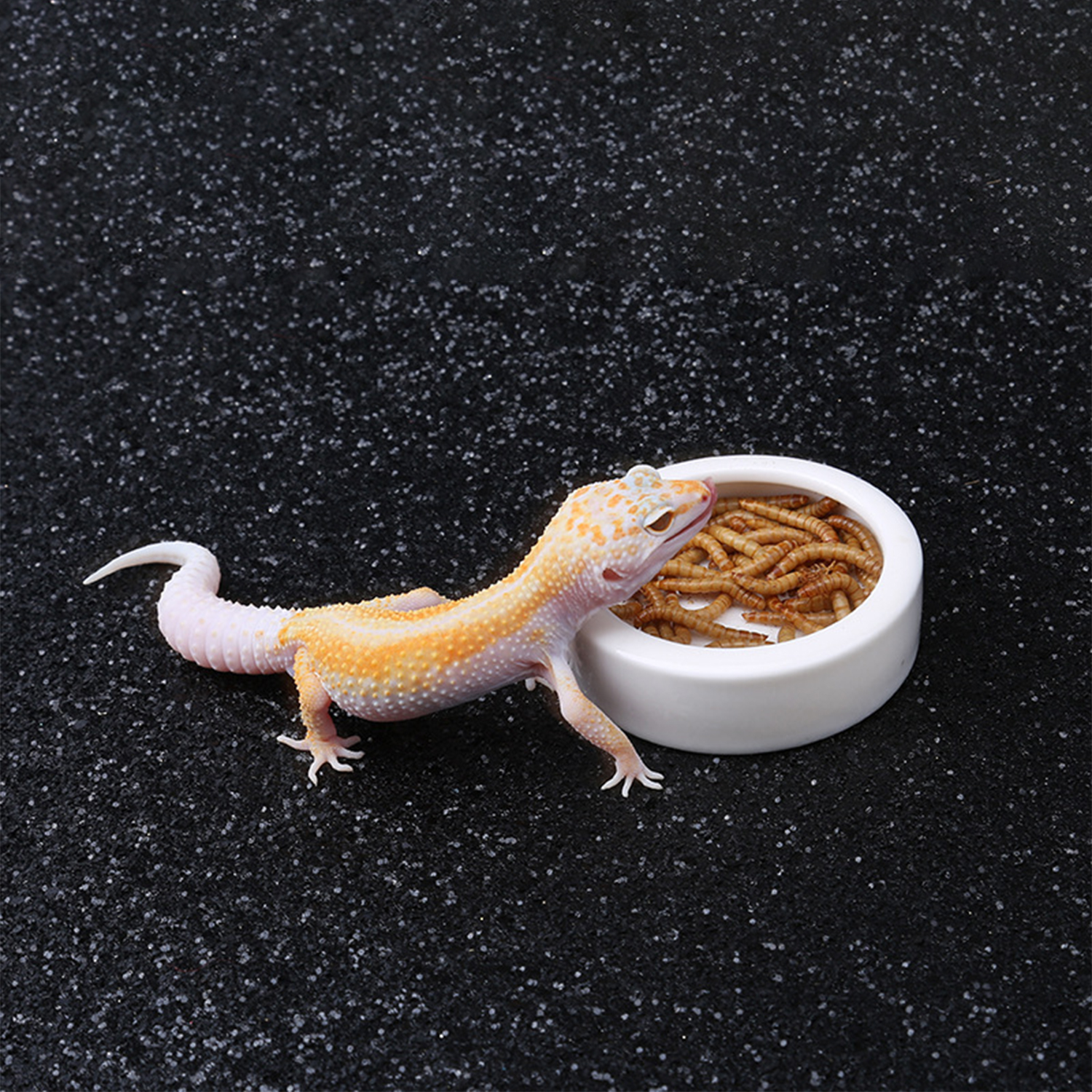 Reptile Food Bowl Feeding and  - Water Dish Reptile reseña y precio