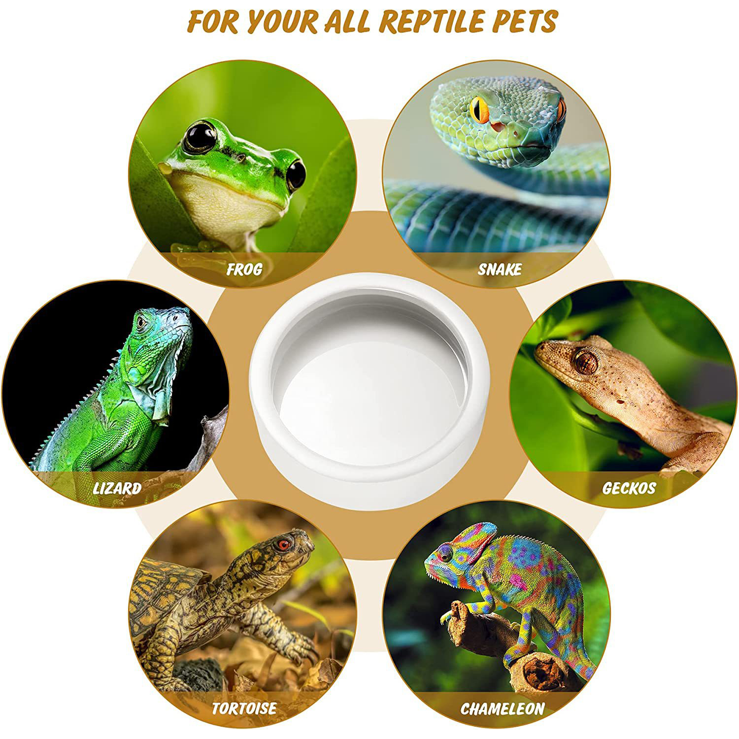 Reptile Food Bowl Feeding and  - Water Dish Reptile reseña y precio