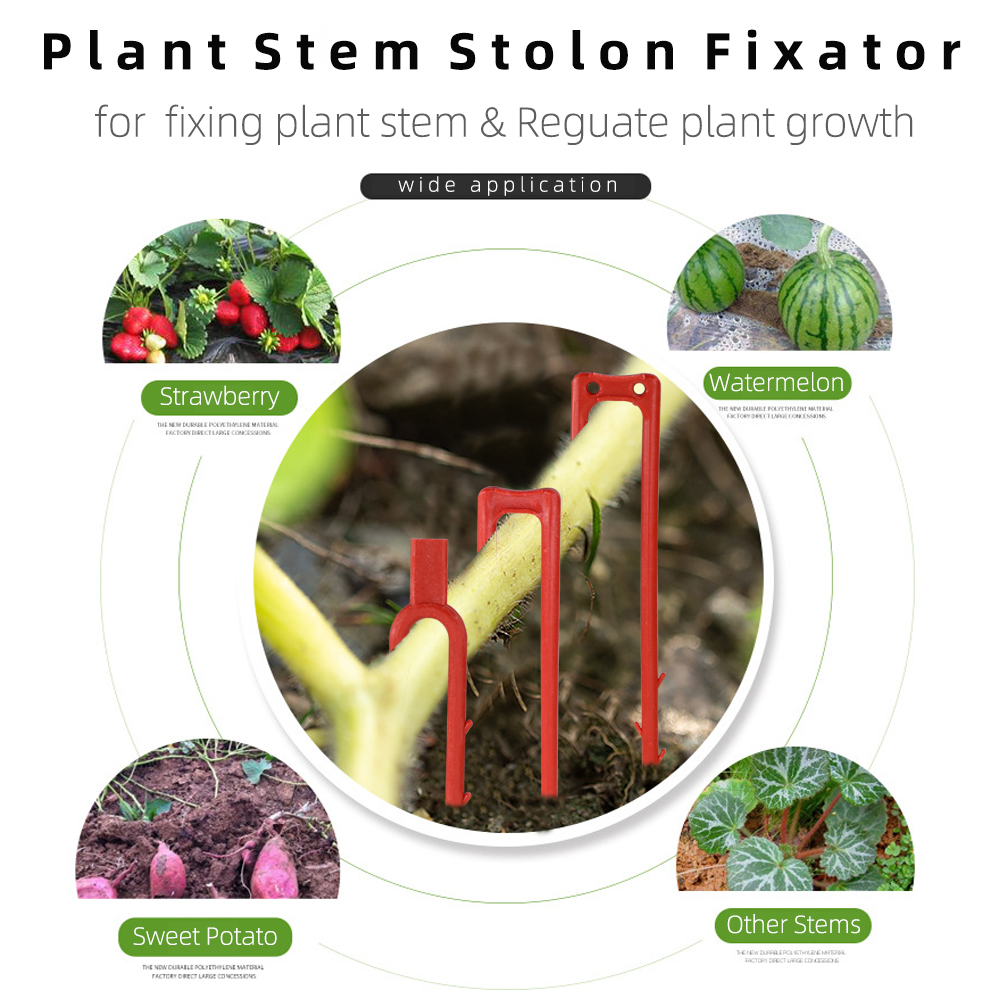 20-50PCS Strawberry Planting F - Vine Climbing Plastic reseña y precio