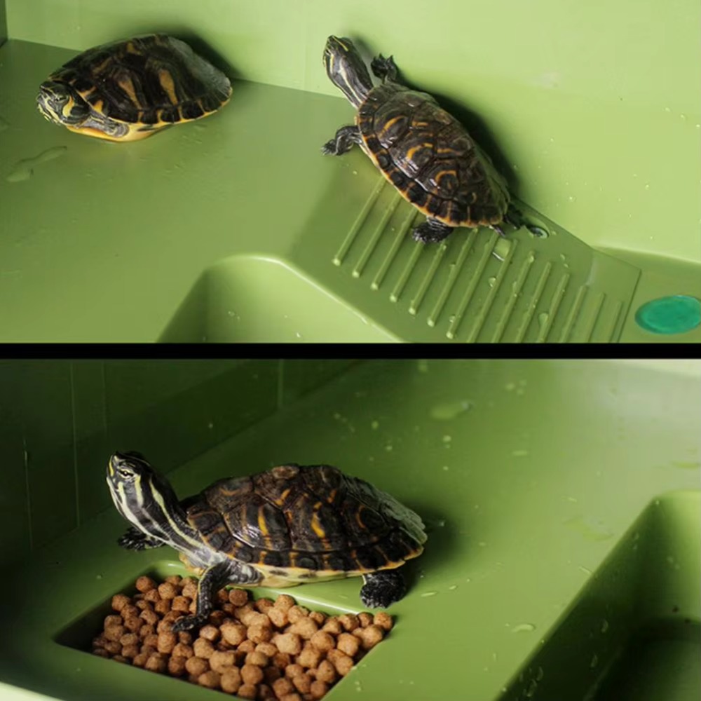Water Land Slope Box Feeding C - Water Dish Reptile reseña y precio
