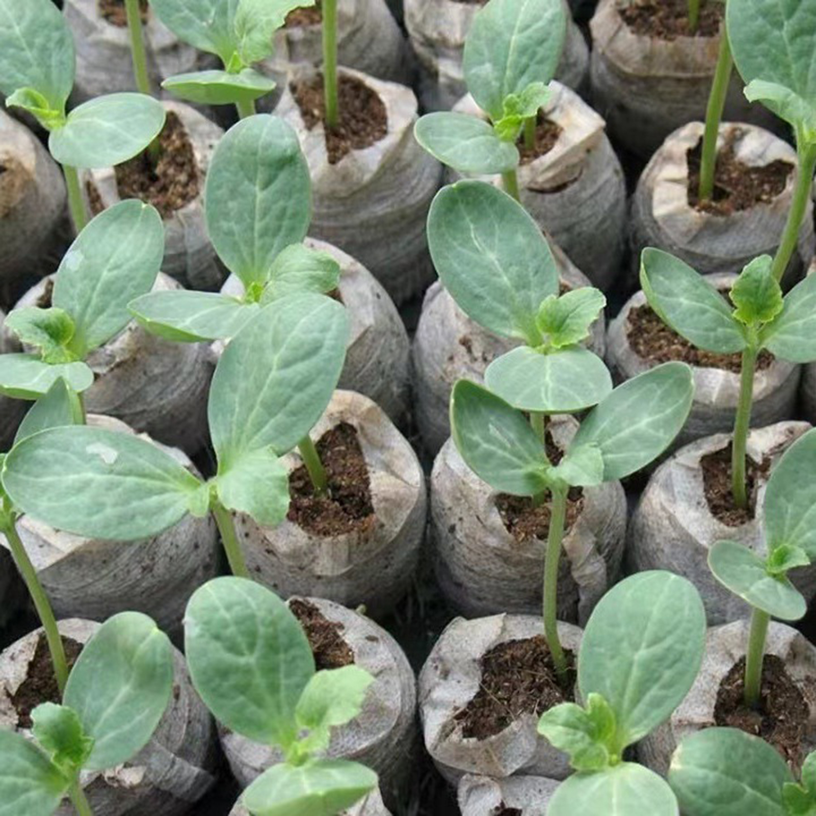 10/20/50pcs Plant Growth Bags  - Substrate Coconut Fiber reseña y precio