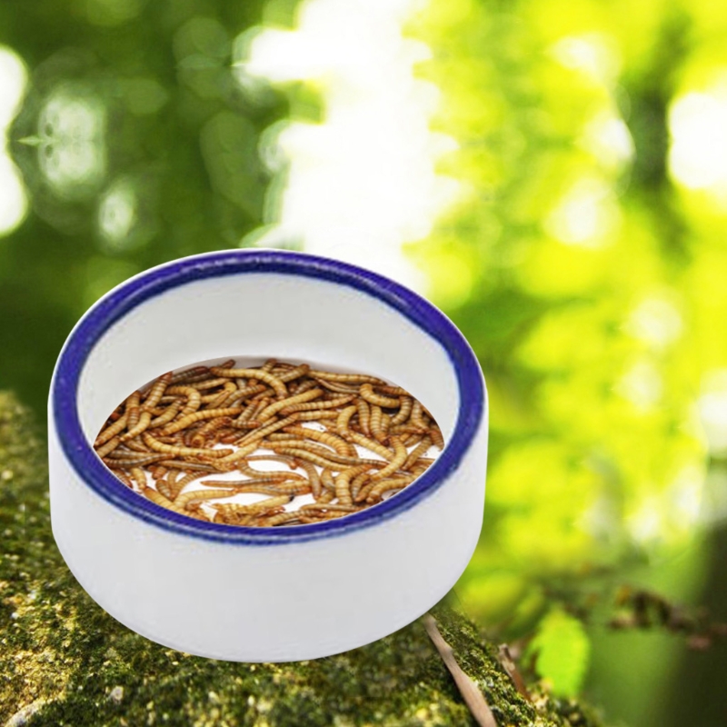 Reptile Bowl Spider Water Dish - Water Dish Reptile reseña y precio